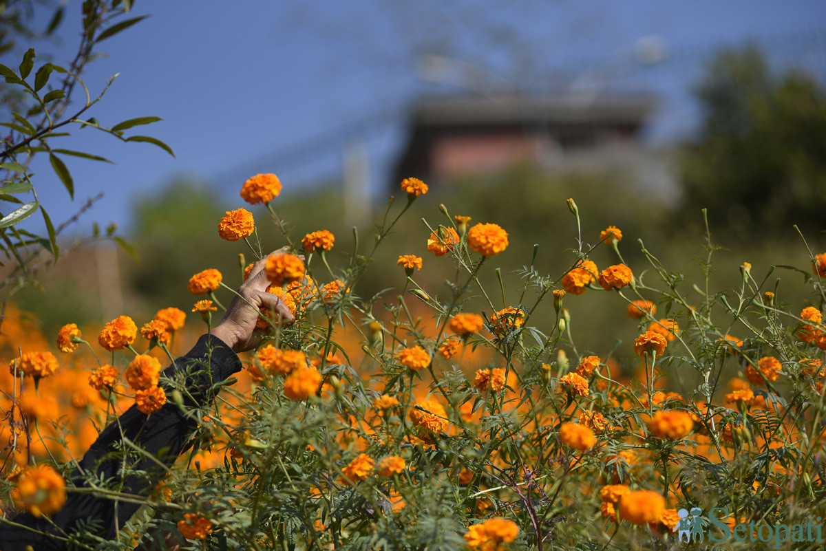 https://raracms.setopati.com/uploads/shares/2019/01/sujita/Marigold flowers for the Tihar Festival (1).JPG